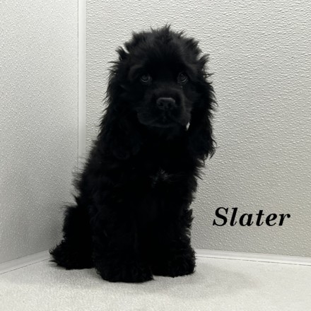puppy, for, sale, Cocker Spaniel, Joe & Cherri  Overlease, dog, breeder, Miller, MO, dog-breeder, puppy-for-sale, forsale, nearby, find, puppyfind, locator, puppylocator, aca